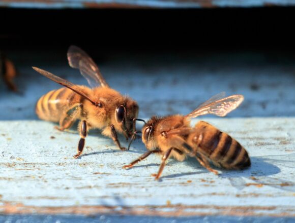2 mln zł na&nbsp;pokarm dla pasiek w&nbsp;Wielkopolsce