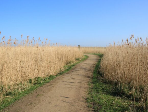 Prawie 27 mln zł na&nbsp;drogi, drzewa i&nbsp;zbiorniki wodne w&nbsp;Wielkopolsce